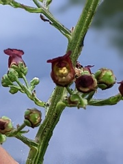 Scrophularia auriculata