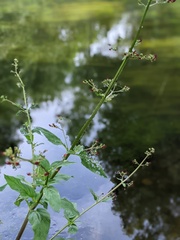 Scrophularia auriculata