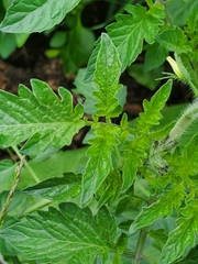 Emblyna