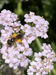 Halictidae