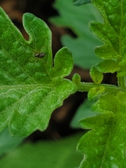 Emblyna