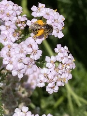 Halictidae