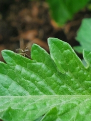 Emblyna