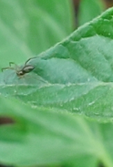 Emblyna