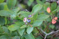 Vaccinium simulatum