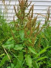 Rumex obtusifolius