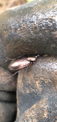 Agonum muelleri