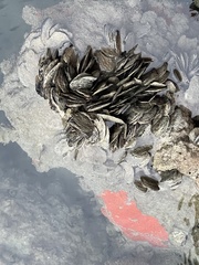 Isognomon alatus