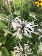 Monarda stipitatoglandulosa