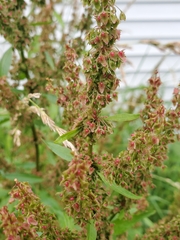 Rumex obtusifolius