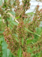Rumex obtusifolius