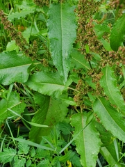 Rumex obtusifolius