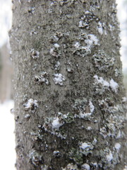 Cryptococcus fagisuga