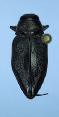 Actenodes davidi