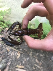 Procambarus versutus