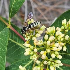 Bicyrtes capnopterus