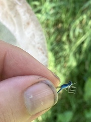 Enallagma basidens
