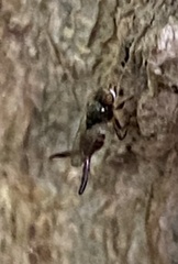 Chaetochlorops inquilinus