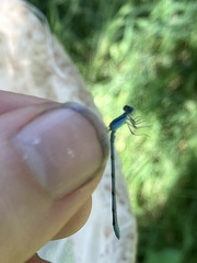 Enallagma basidens