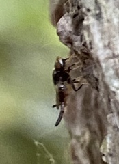 Chaetochlorops inquilinus