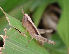 Dichromorpha elegans