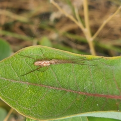 Tetragnatha versicolor