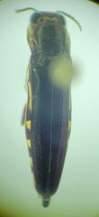 Agrilus difficilis