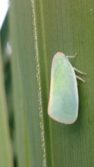 Ormenaria rufifascia