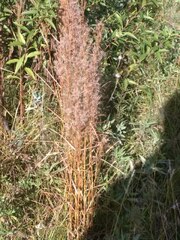 Schizachyrium microstachyum
