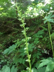 Platanthera stricta