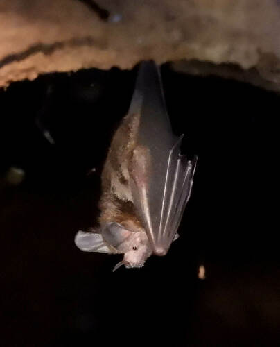 Fringe-lipped Bat