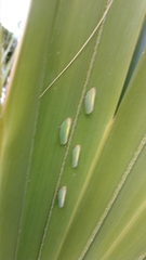 Ormenaria rufifascia