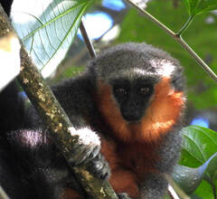 Plecturocebus moloch