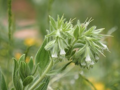 Lithospermum occidentale