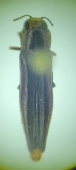 Agrilus ferrisi