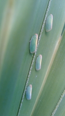 Ormenaria rufifascia