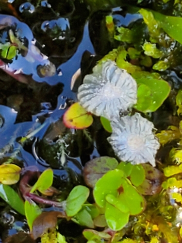 iNaturalist observation photo of Narcissea