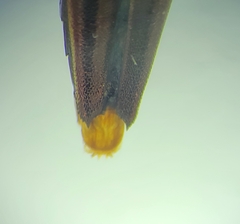 Agrilus ferrisi