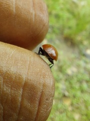 Strongylosomus dichrous