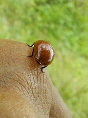 Strongylosomus dichrous