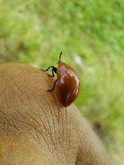 Strongylosomus dichrous