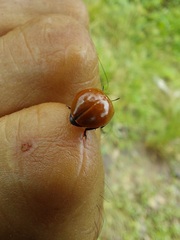 Strongylosomus dichrous