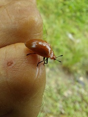 Strongylosomus dichrous