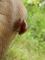 Strongylosomus dichrous