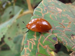 Strongylosomus dichrous