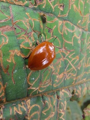 Strongylosomus dichrous