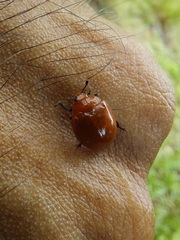 Strongylosomus dichrous