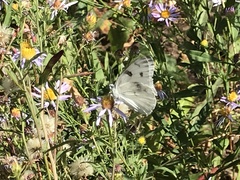 Pontia occidentalis