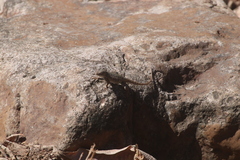 Sceloporus nelsoni