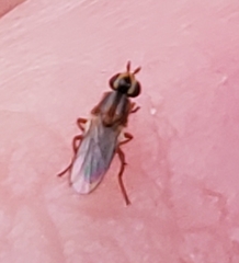 Oscinellinae